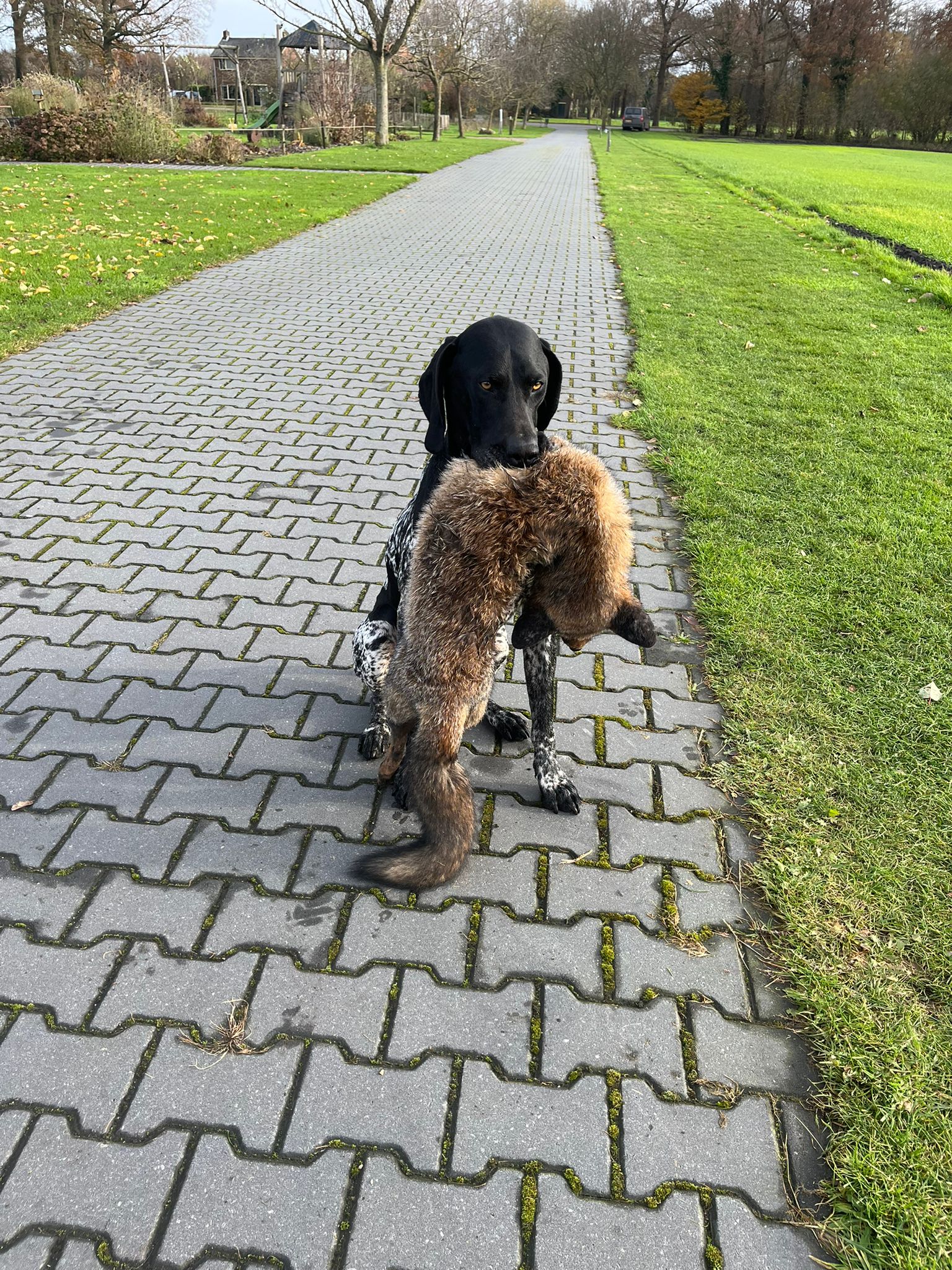 Dax