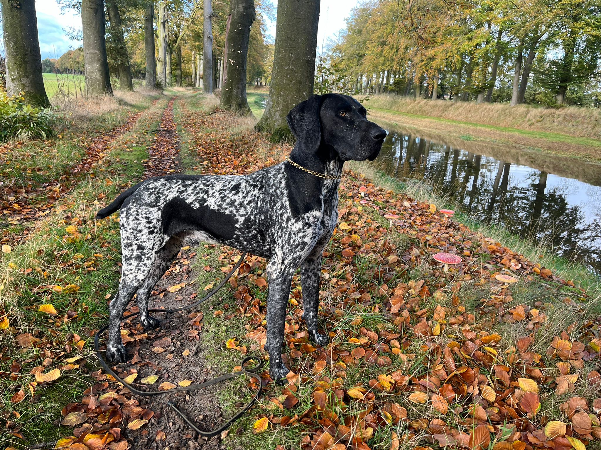 Dax