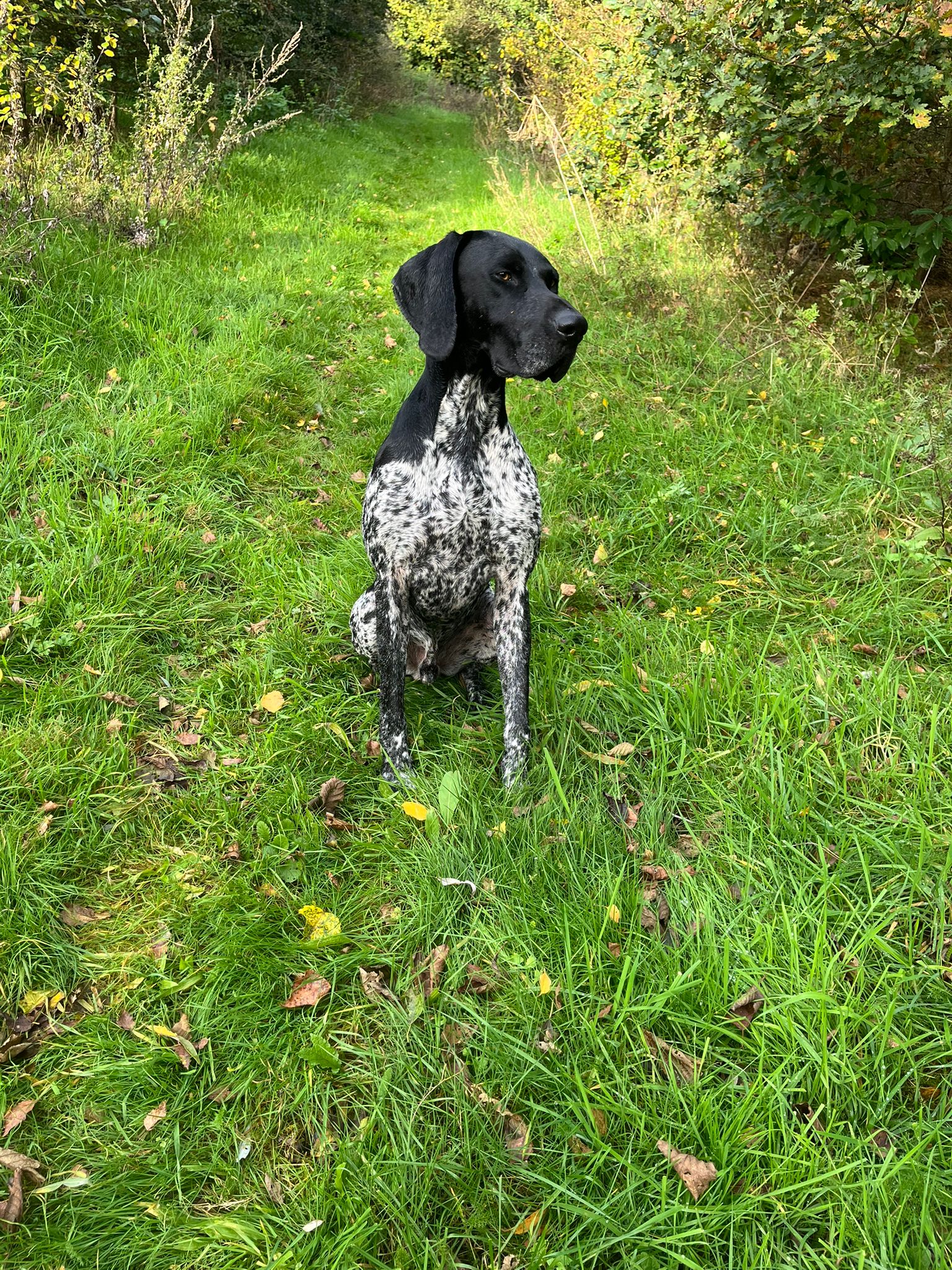 Dax