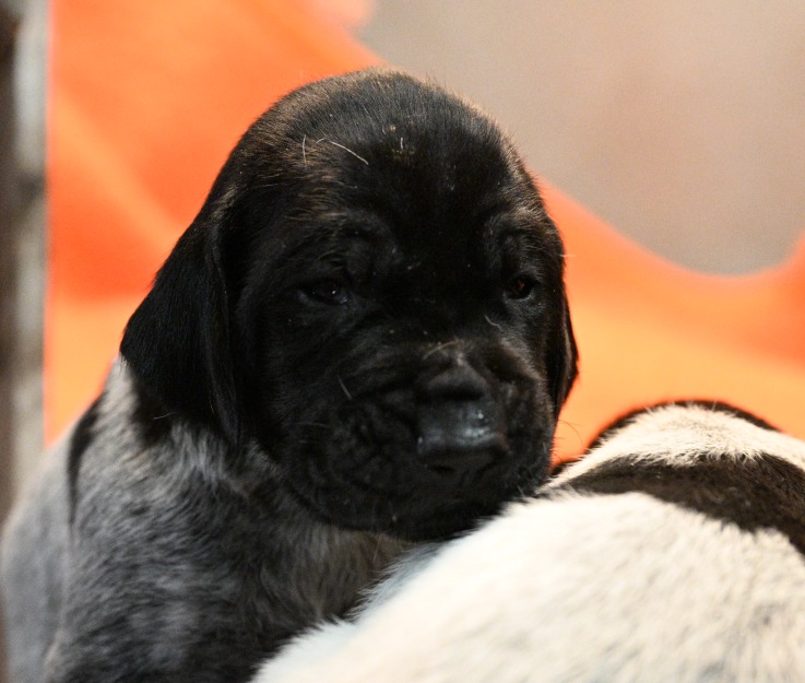 Pups februari 2026