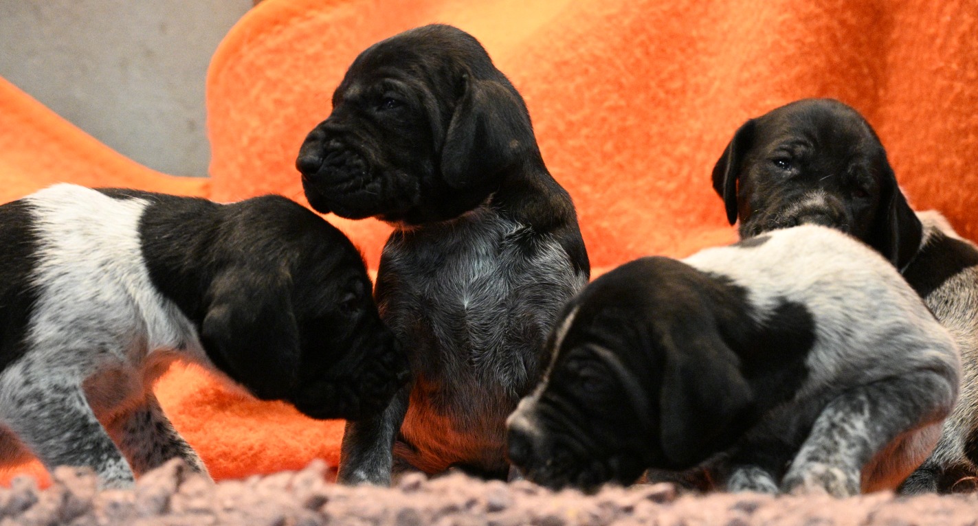 Pups februari 2026
