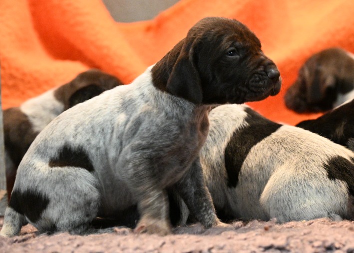 Pups februari 2026