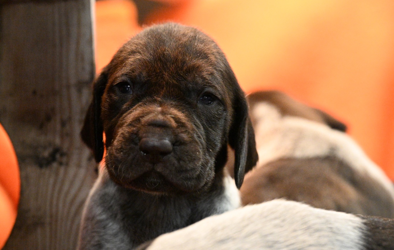 Pups februari 2026
